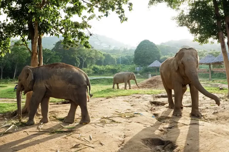 Elephants in Khao Lak – Care for our Giants