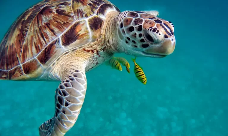 Sea Turtles in Khao Lak and where to meet them